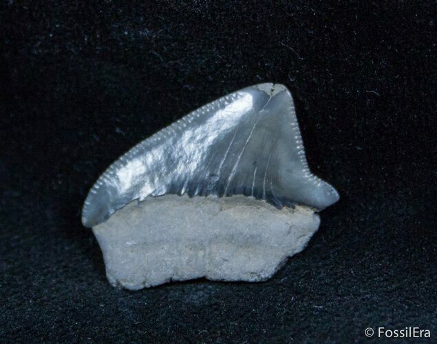 Fossil Squalicorax Tooth - North Carolina #1433